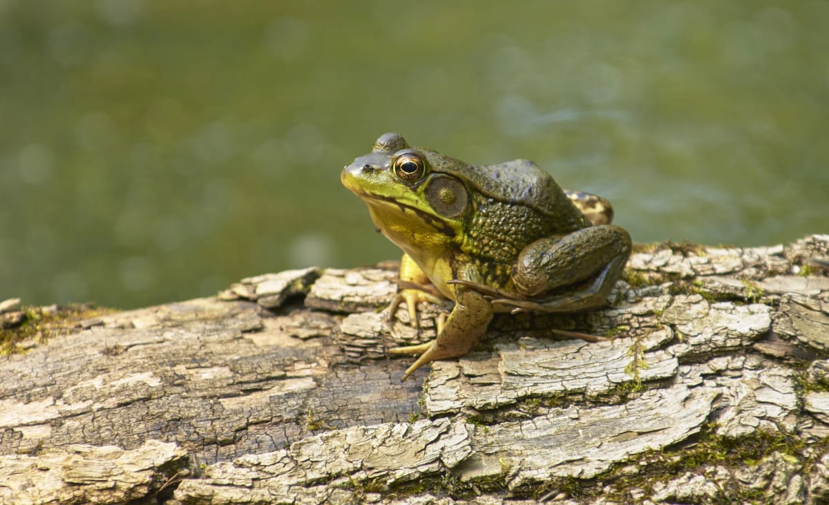Bullfrog Protein Saves Mice from Deadly Shellfish Toxin
