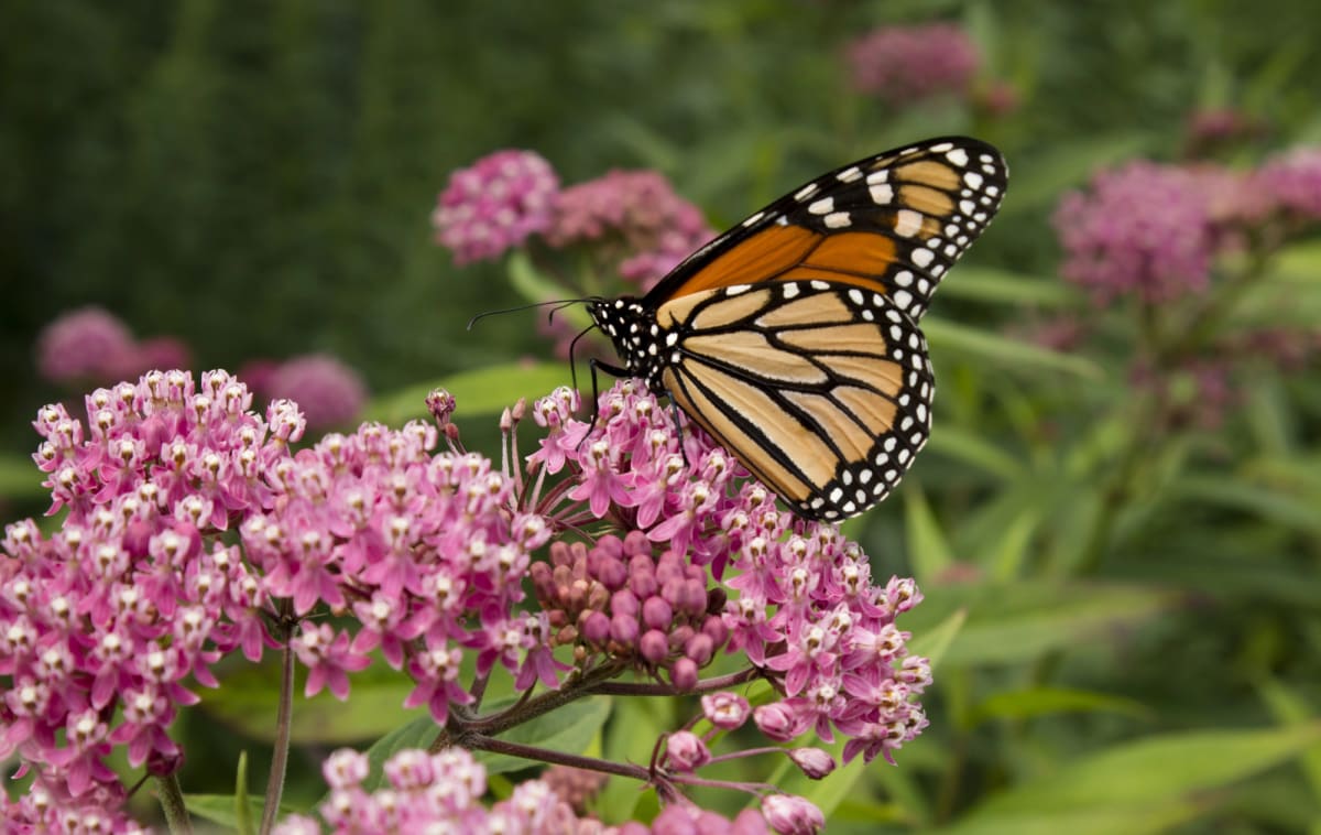 Orange and black monarch butterfly feeding on pink milkweed flowers along sunny Florida roadside