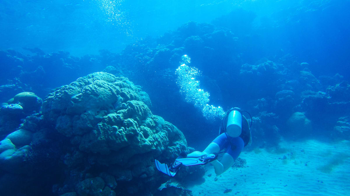 Scientists Map 64,000 Square Miles of Resilient Coral Reefs