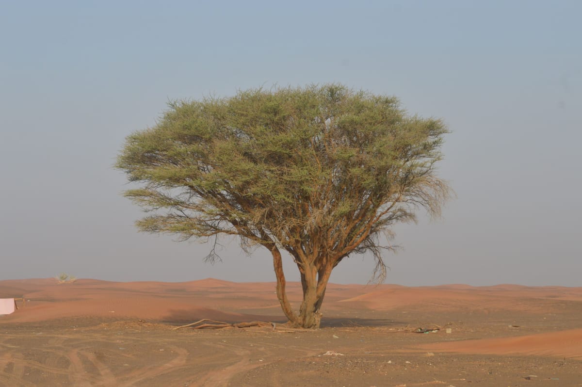 Regenerated green trees growing across restored savanna landscape in Niger, Africa