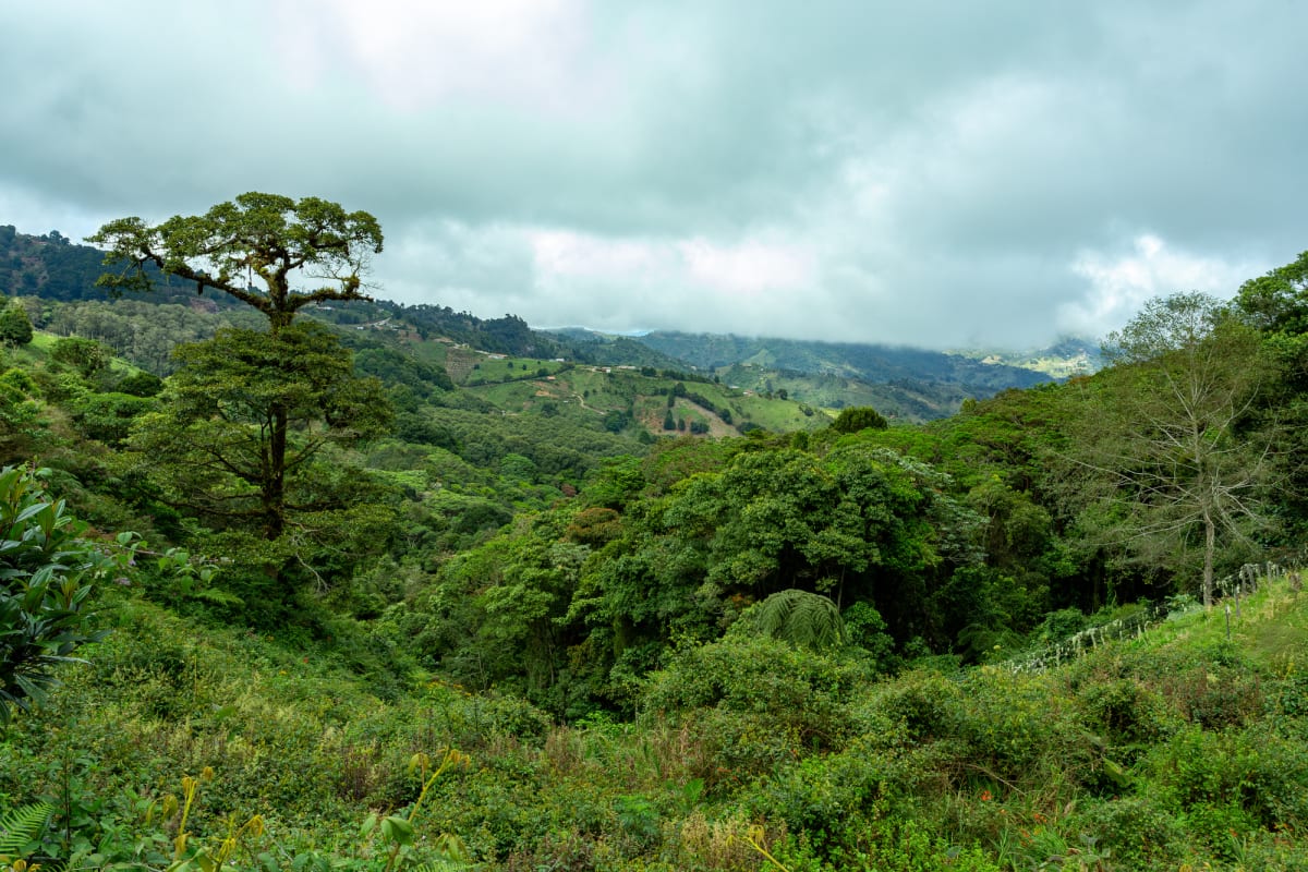 Lush green tropical rainforest canopy with diverse plant life and dense vegetation in Ecuador