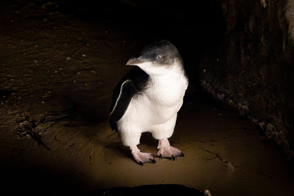 World's First: 5,000 Wild Penguins Get Bird Flu Vaccines