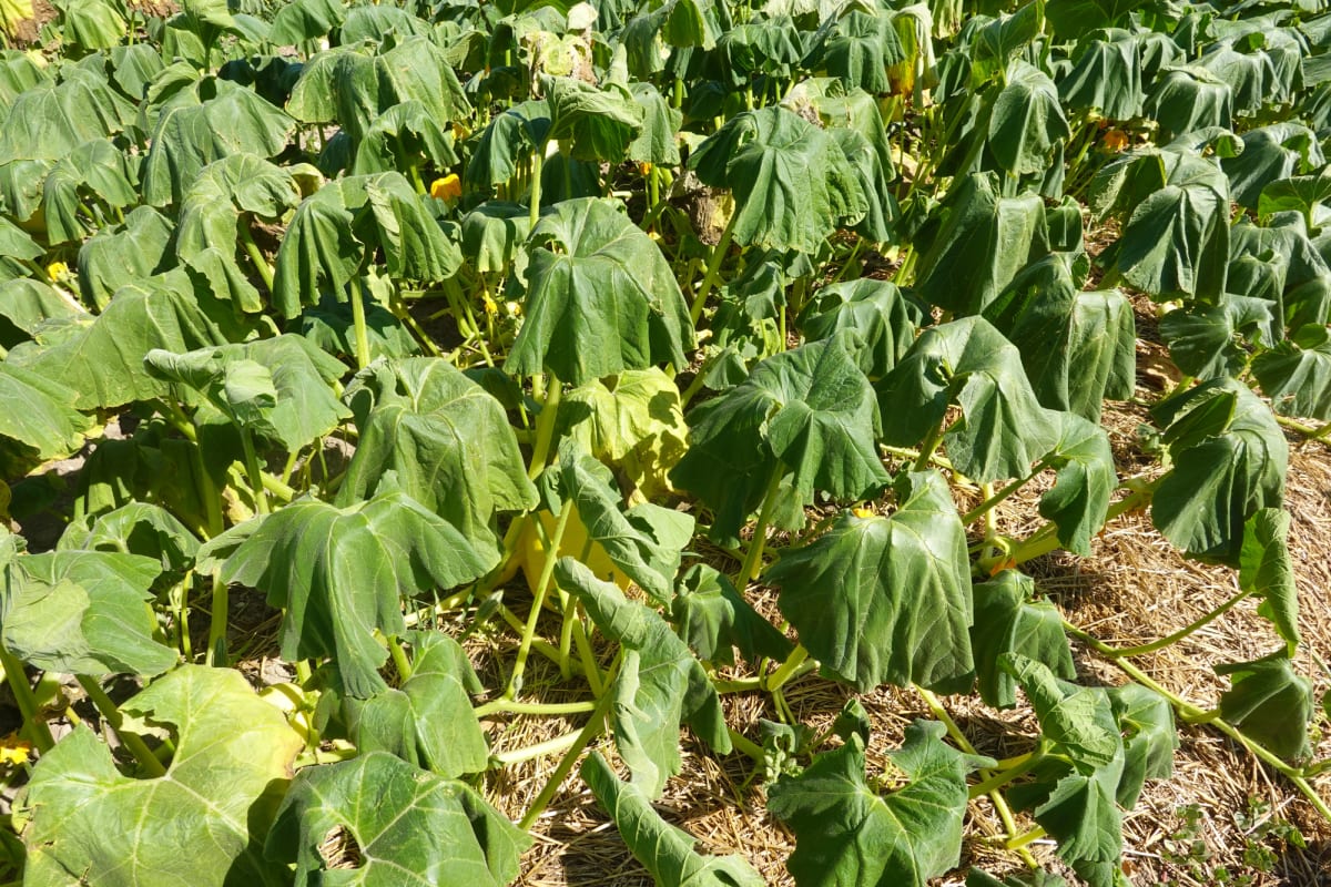 Healthy garden plants with layer of organic mulch protecting soil in summer heat