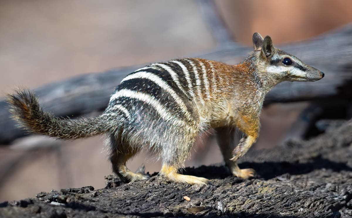 Australia Brings Numbats Back From 300 to 3,000