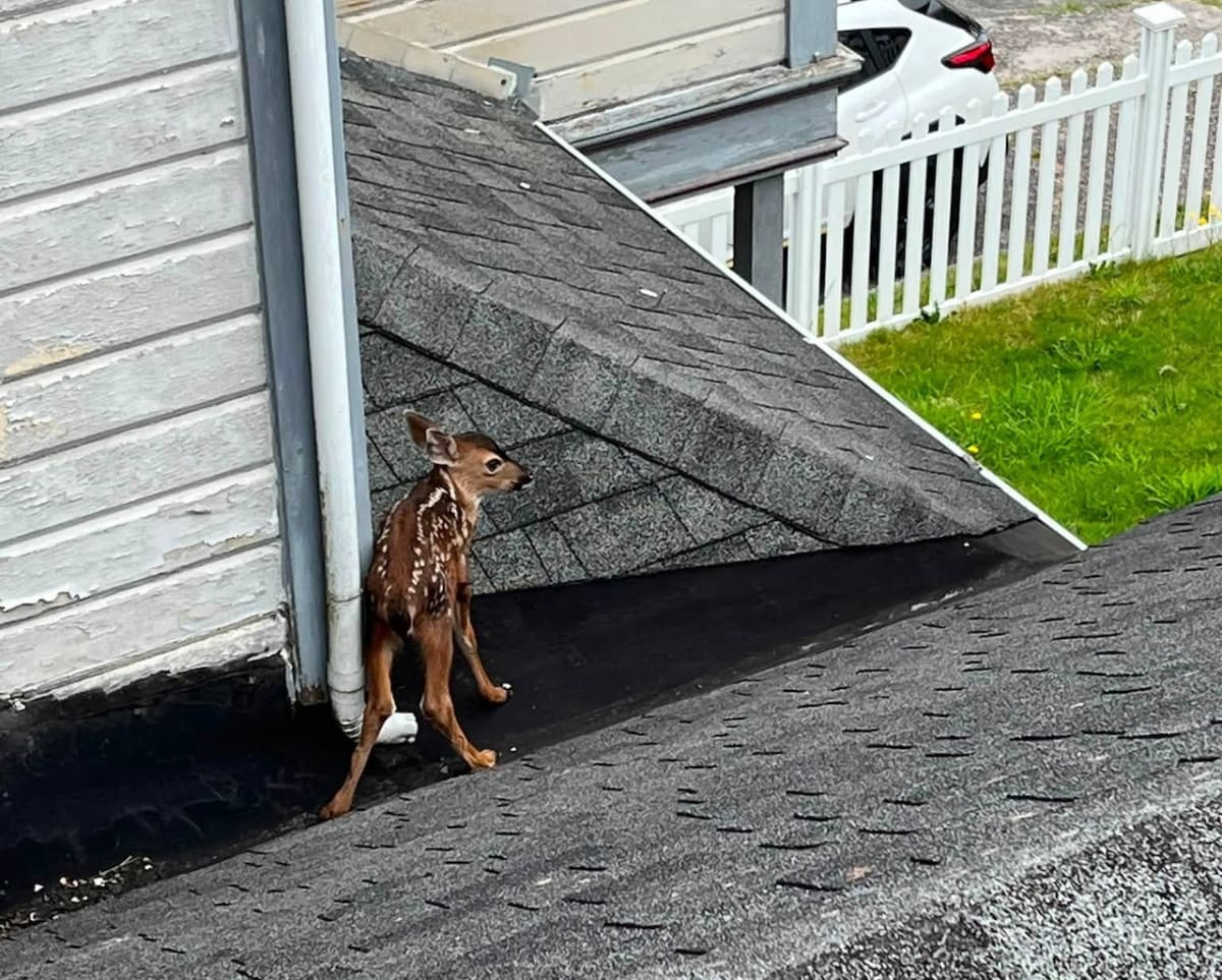 Astoria firefighter carefully rescuing spotted baby deer from residential rooftop