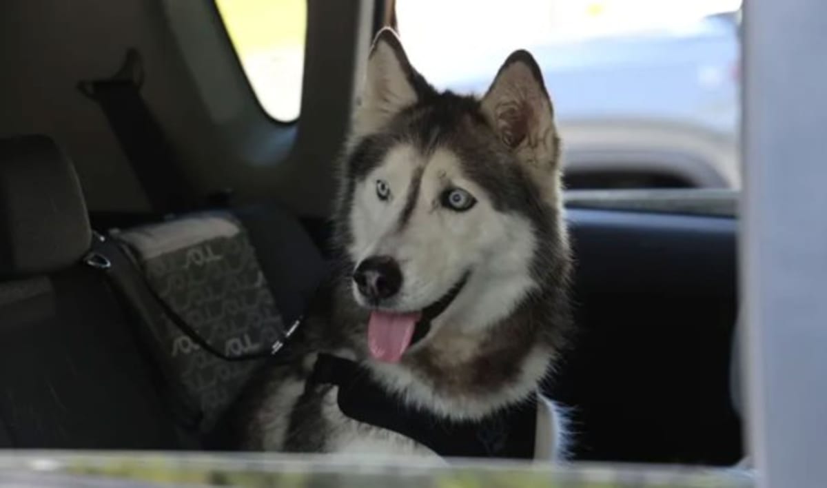 Lost Husky Sierra Reunites With Owner After 12 Years - Image 3
