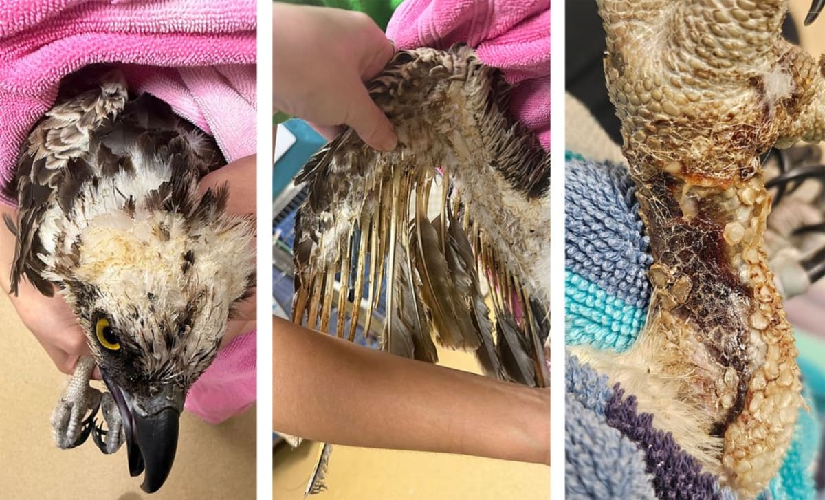 Injured osprey with singed feathers receiving medical care at Florida wildlife rehabilitation hospital