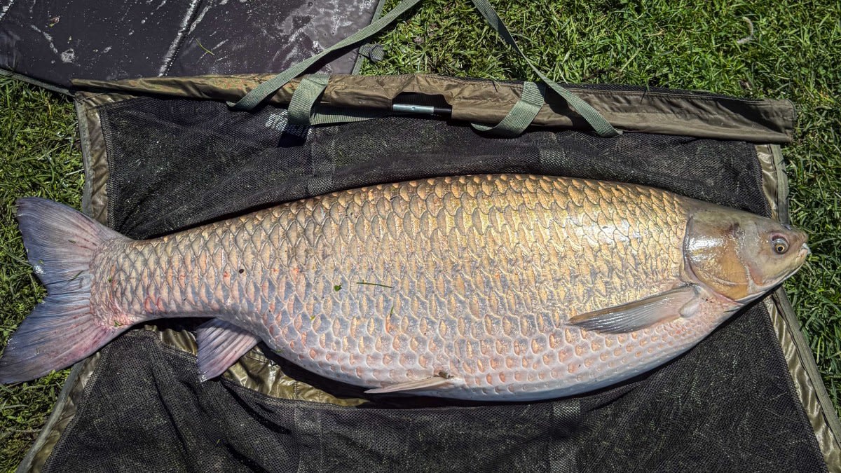 Iowa Angler Catches 71-Pound World Record Carp in City Pond