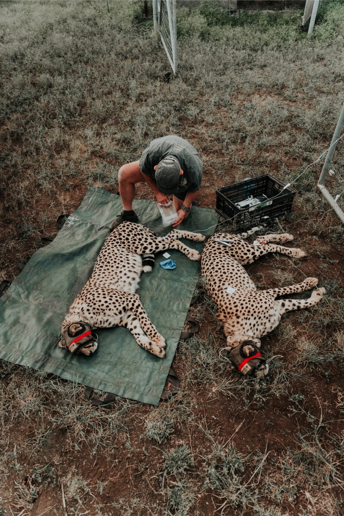 5-Year Cheetah Partnership Returns Species to Africa