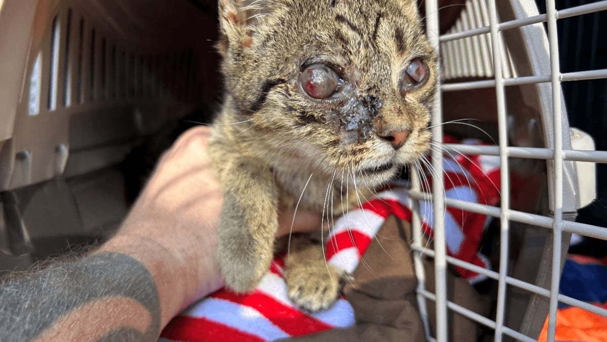 Nearly Blind Kitten Saved After Woman's Desperate Call