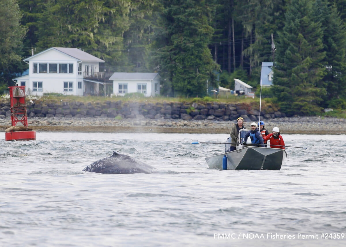 Alaska Volunteers Free Young Whale After 30 Rescue Attempts