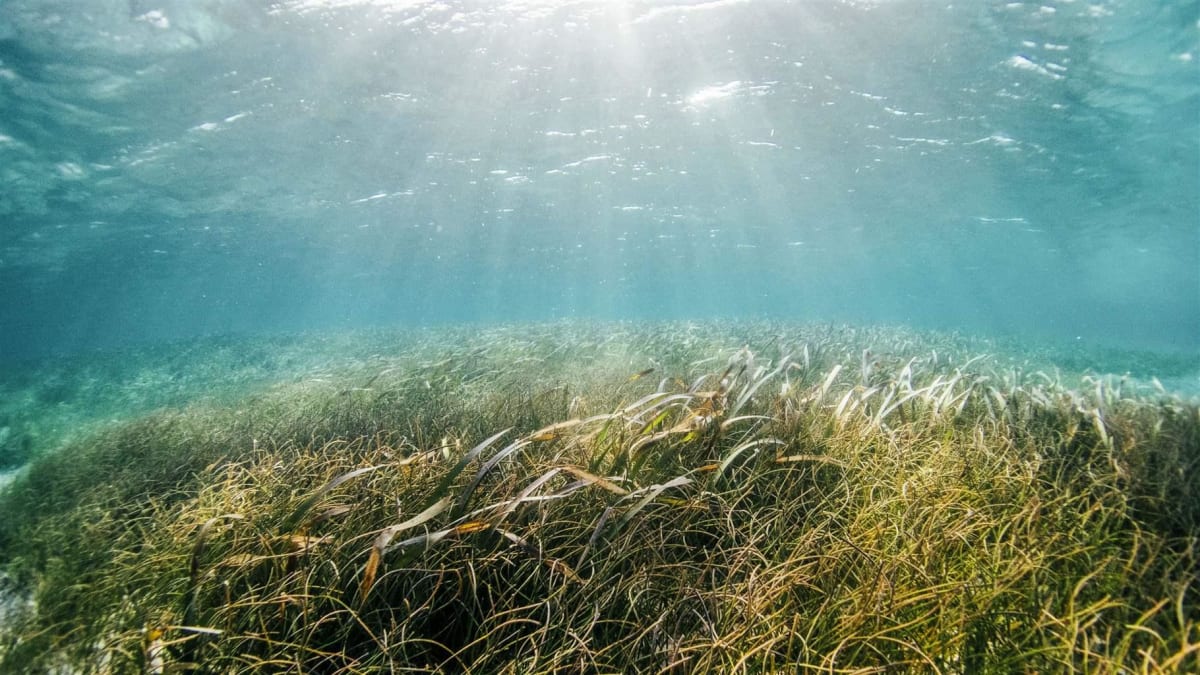 Africa Shows World How to Protect 30% of Ocean by 2030