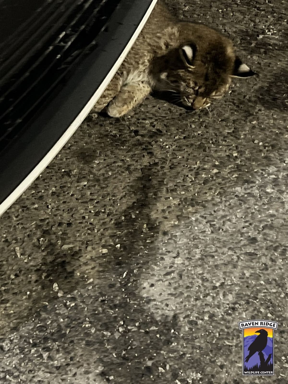 Bobcat Hit By Car Makes Miraculous Recovery in Pennsylvania - Image 4