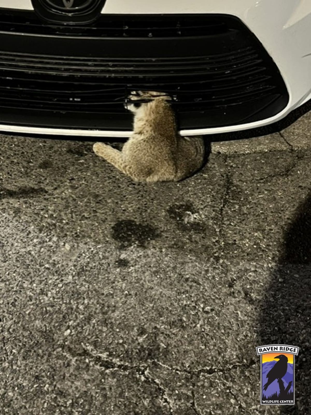 Bobcat Hit By Car Makes Miraculous Recovery in Pennsylvania - Image 3