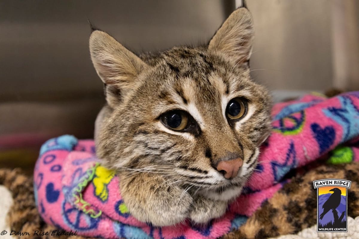 Bobcat Hit By Car Makes Miraculous Recovery in Pennsylvania - Image 5