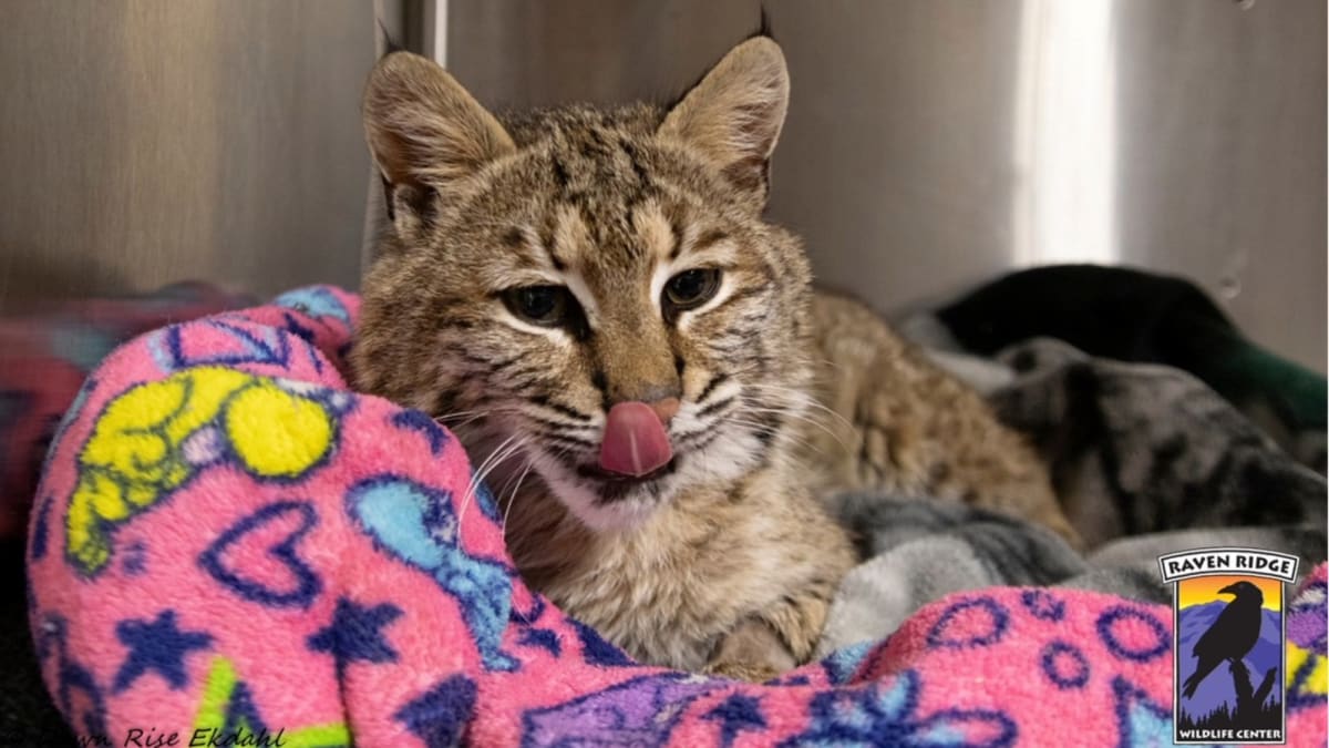 Bobcat Hit By Car Makes Miraculous Recovery in Pennsylvania