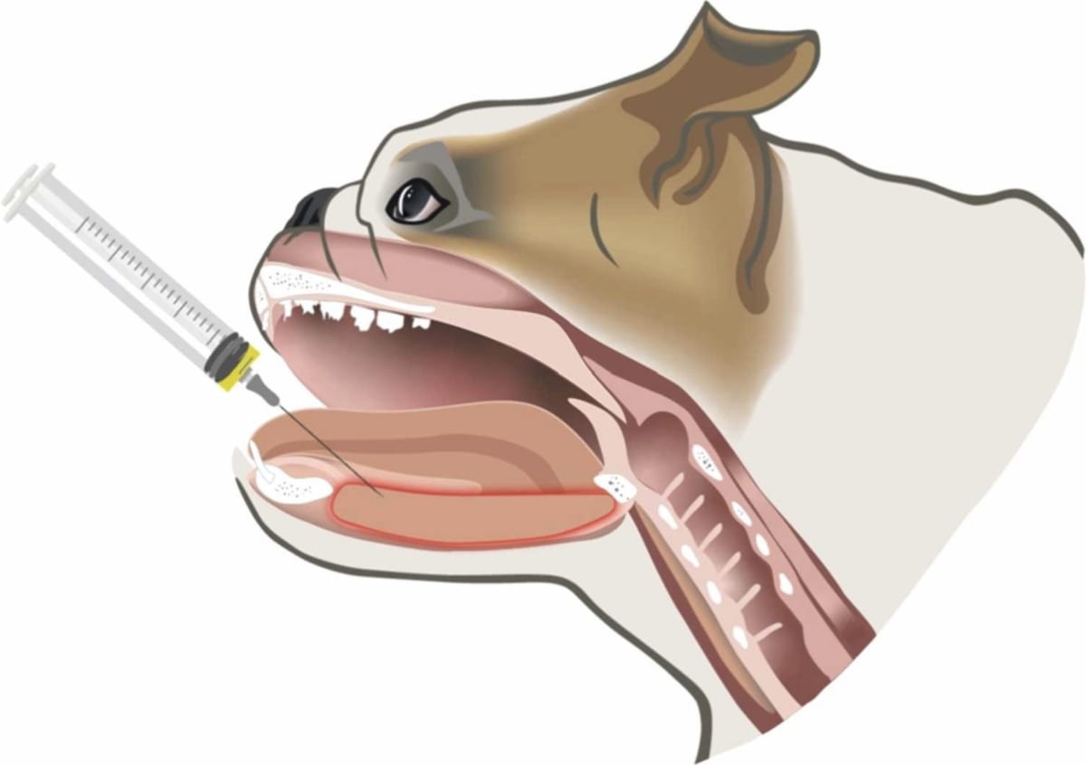 New Injection Helps Pugs and Bulldogs Breathe Without Surgery - Image 3