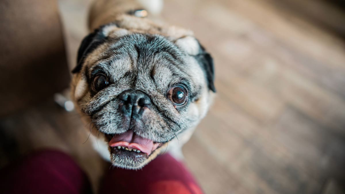 New Injection Helps Pugs and Bulldogs Breathe Without Surgery - Image 2