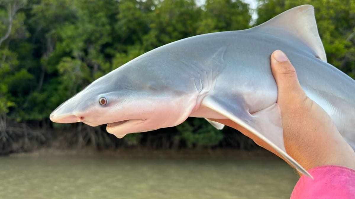 Laser Tech Helps Scientists Save Rare Speartooth Sharks - Image 2