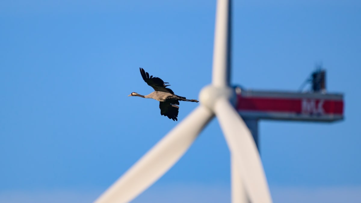 Snake Colors Make Wind Turbines Safer for Birds - Image 2