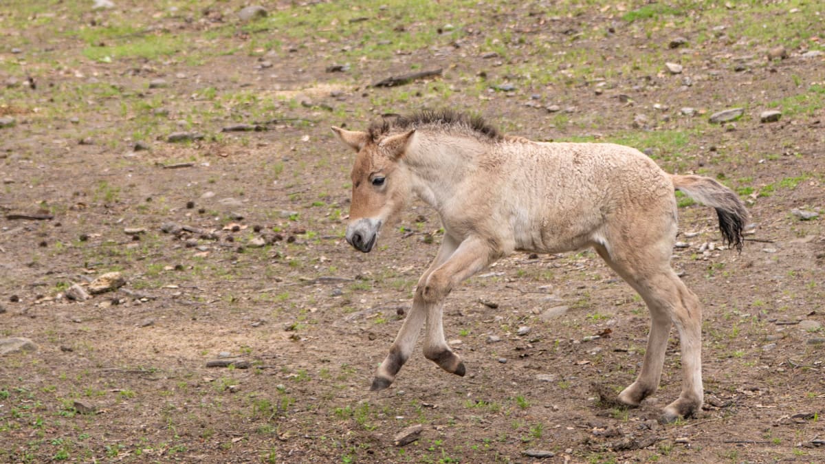 Bronx Zoo Welcomes Rare Wild Horse Back From Extinction - Image 2