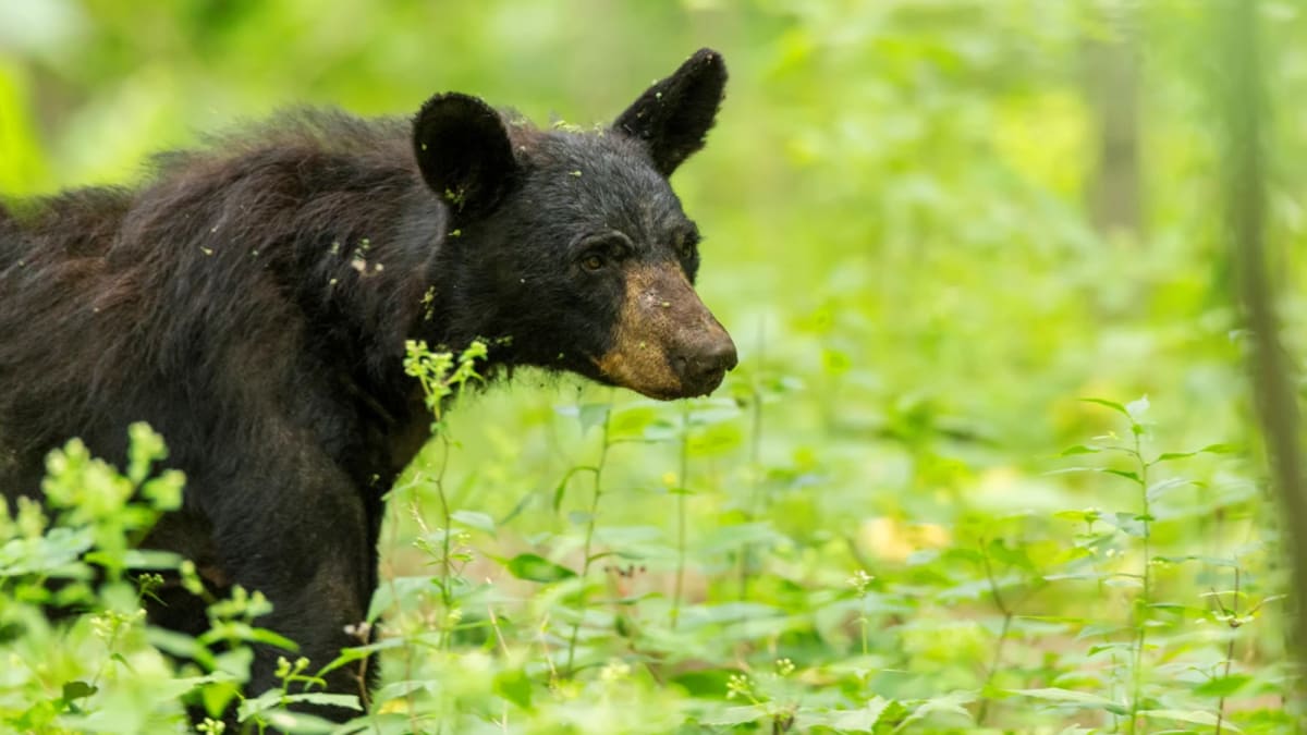 Virginia Scientists Crack Black Bear Hibernation Mystery - Image 2