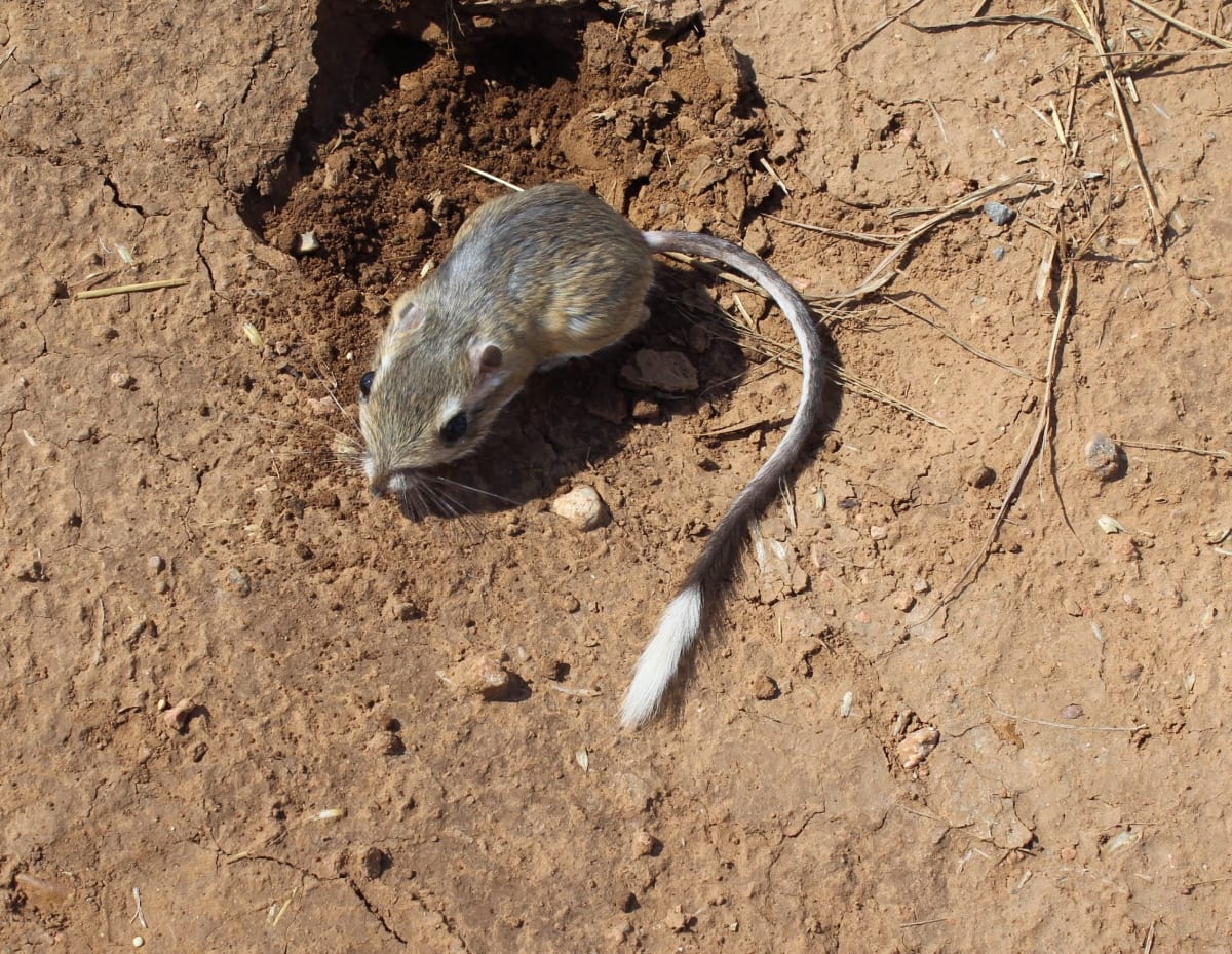 Texas Ranchers Team Up to Save Tiny Kangaroo Rat - Image 3