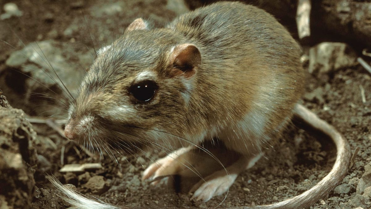 Small brown Texas kangaroo rat with long tail standing near burrow entrance in sparse grassland