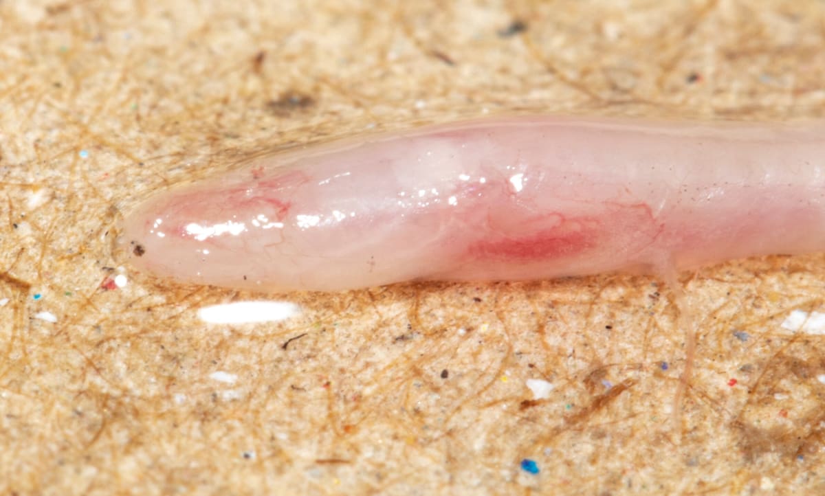 TikTok Video Leads Scientists to New Eel Species in India - Image 3