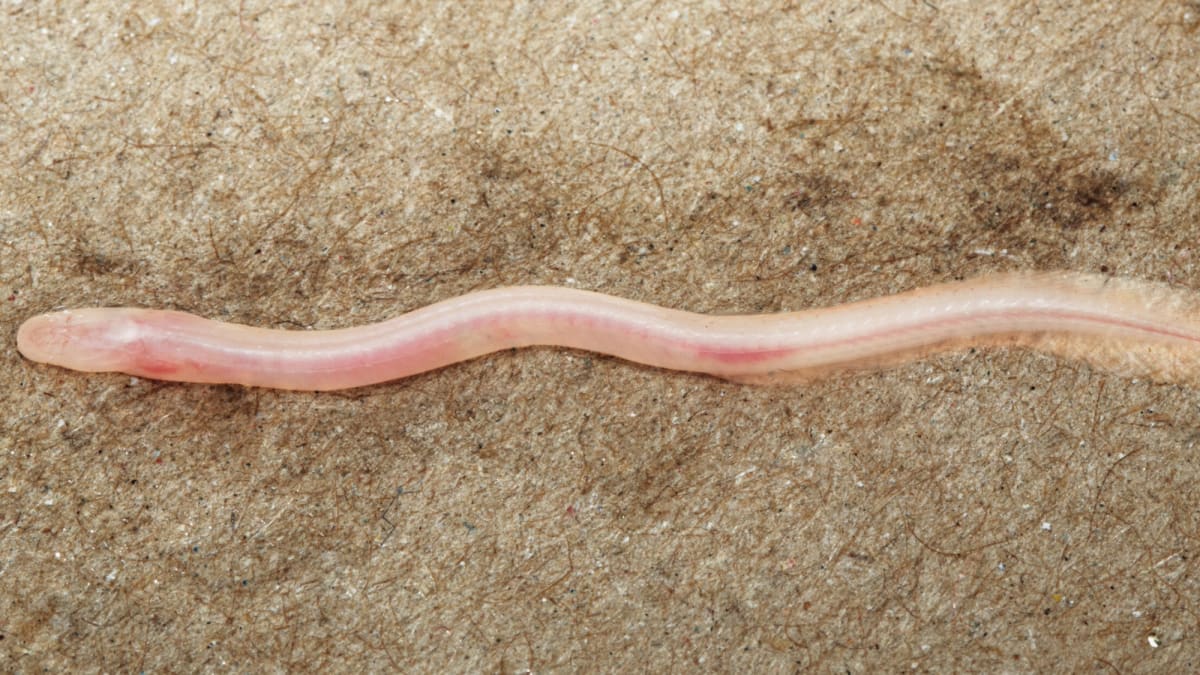 Tiny translucent eel with no visible eyes lying on researcher's hand for scale