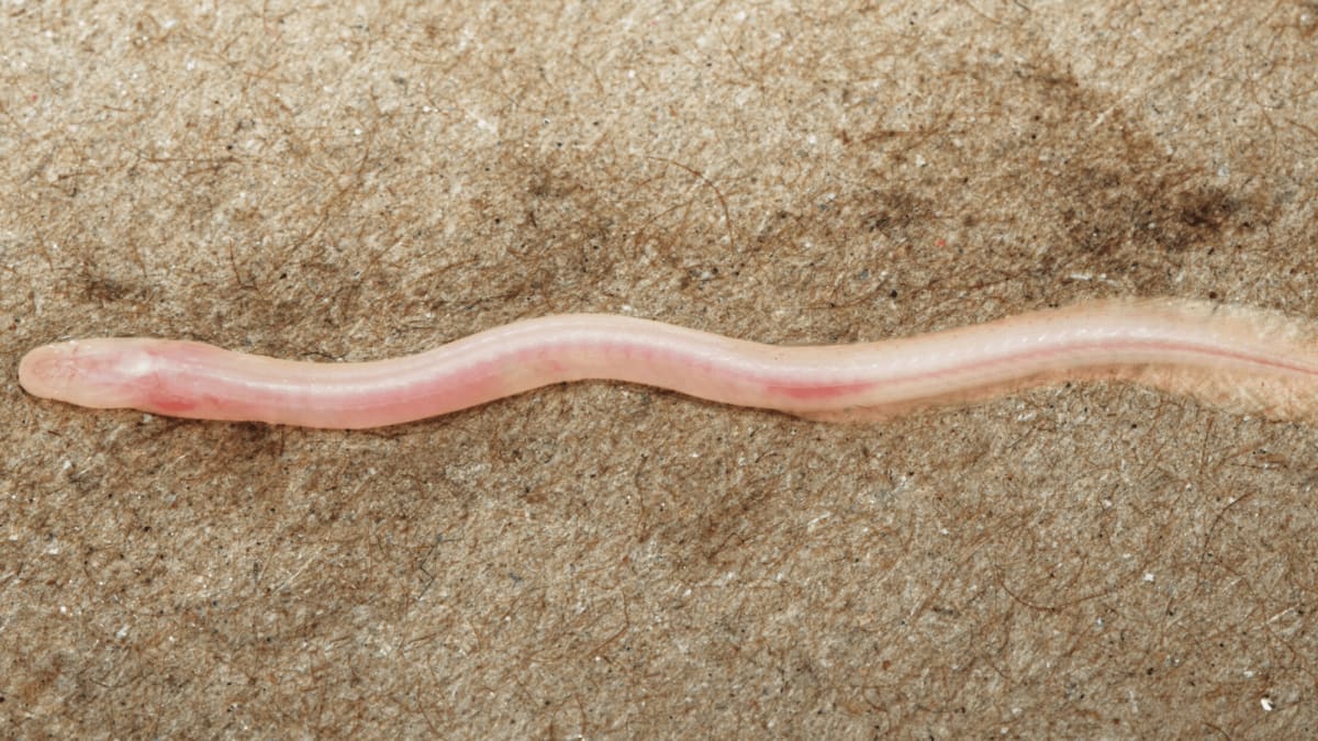 TikTok Video Leads Scientists to New Eel Species in India - Image 2