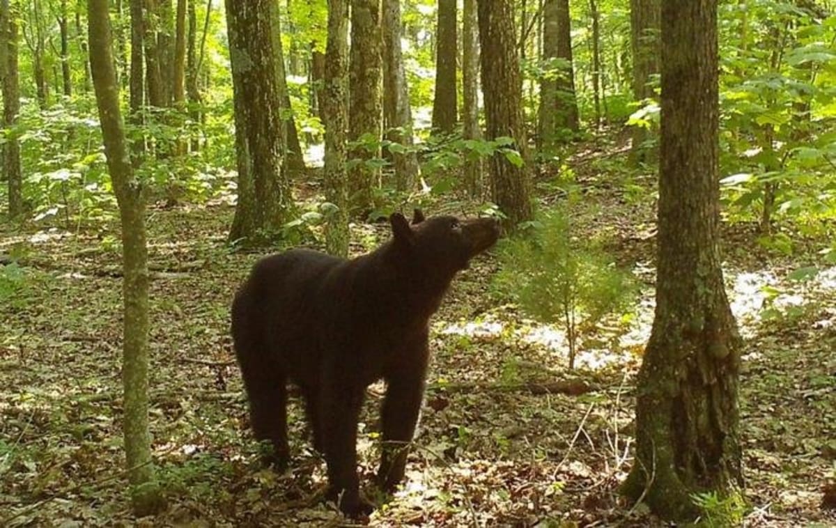 Virginia Scientists Crack Black Bear Hibernation Mystery - Image 3