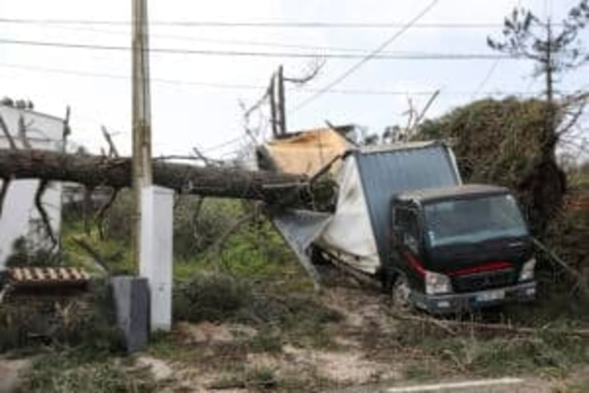 Portugal Gets €250M to Restore Storm-Damaged Forests - Image 5