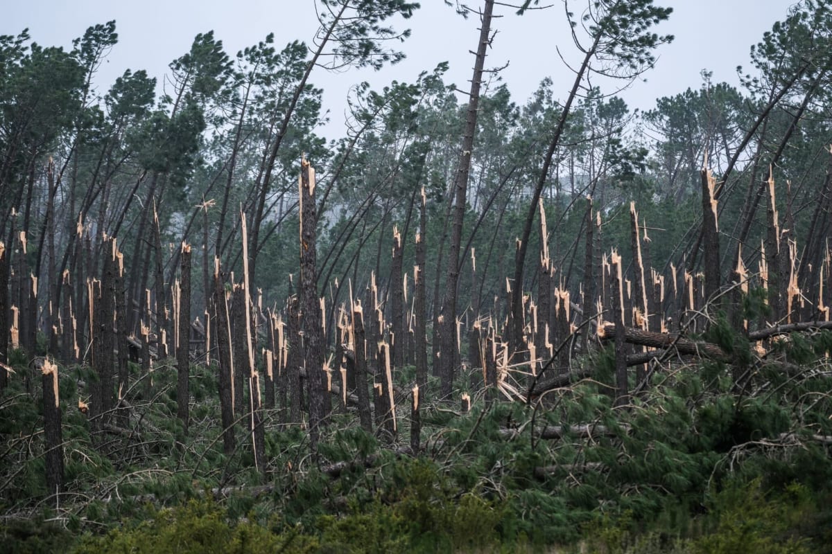 ** Storm-damaged pine trees in Pataias forest, Alcobaça, Portugal showing destruction from winter storms