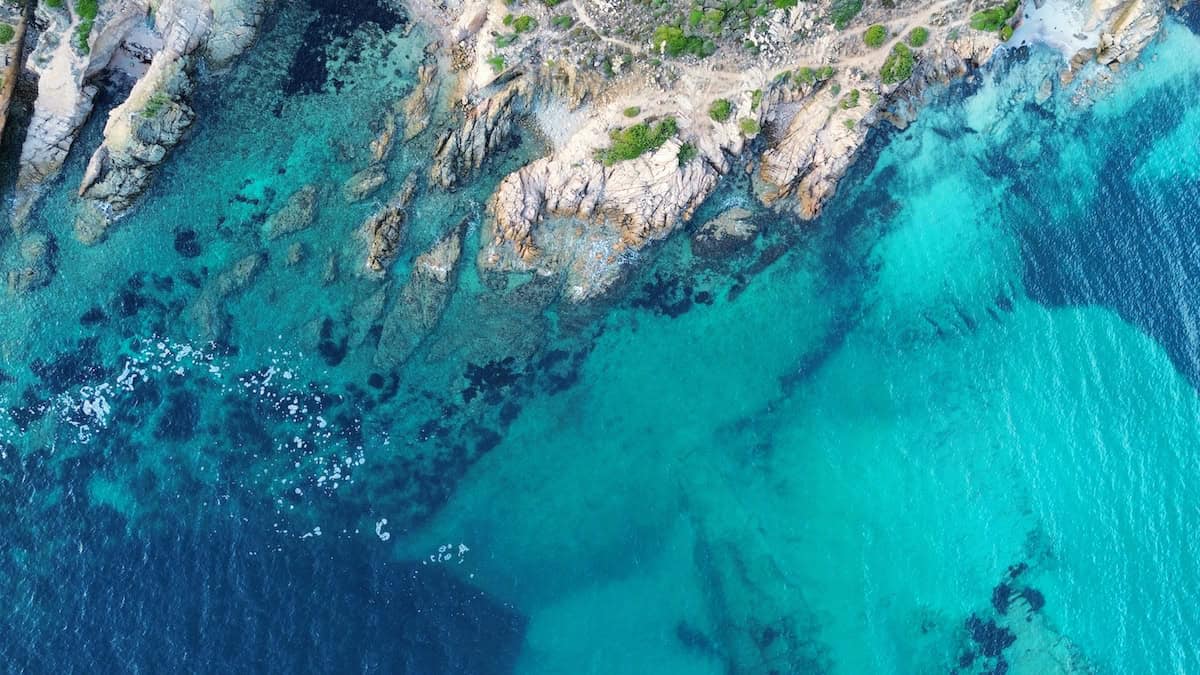 Dense underwater seaweed forest with long kelp fronds swaying in ocean currents off Greenland coast