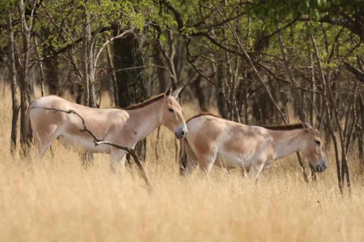Scientists Use Fingerprints to Catch Wildlife Poachers - Image 3