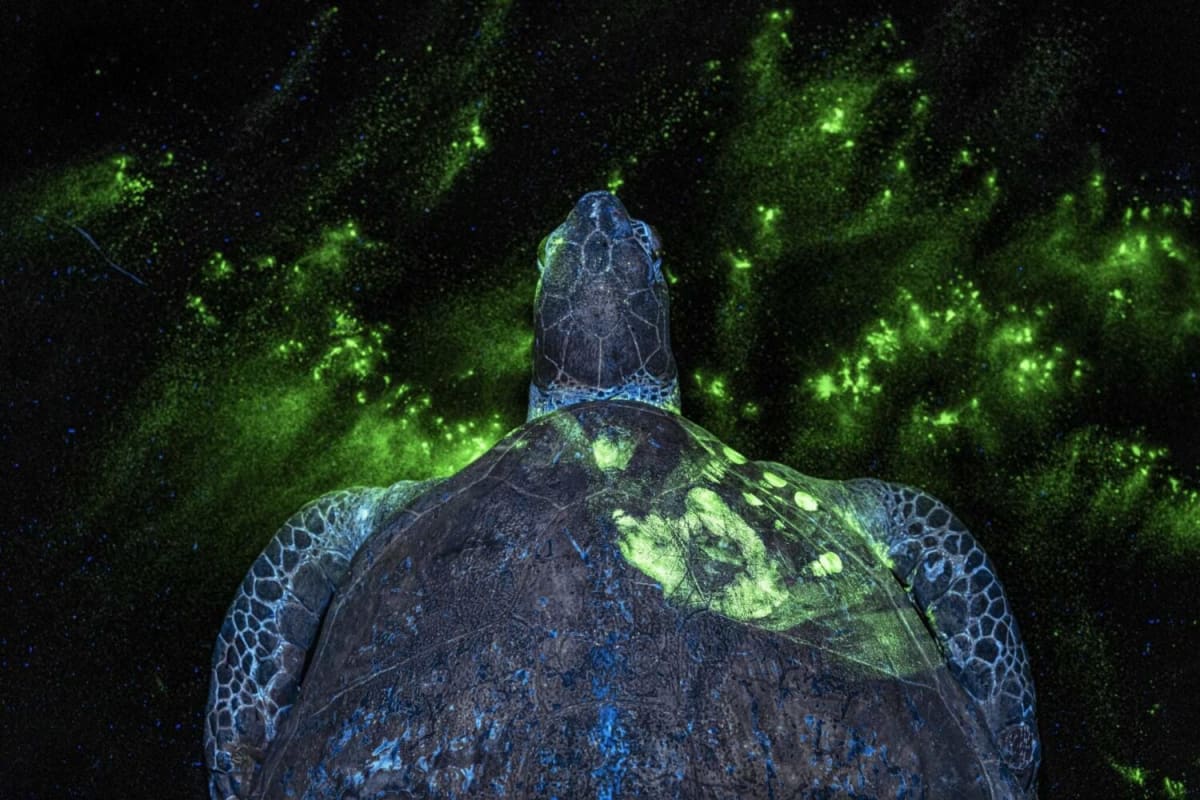 Green sea turtle under ultraviolet light revealing human handprint on shell through forensic powder