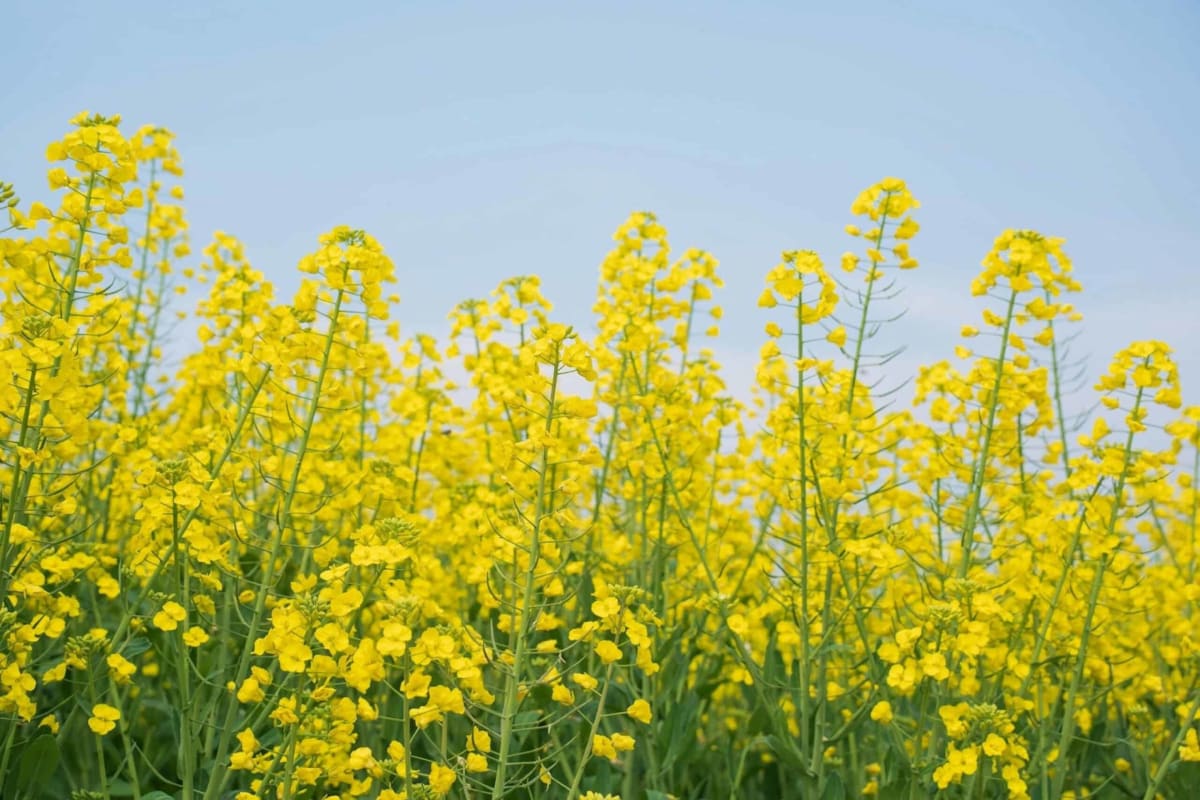 UK Farmers Cut Slug Pesticides in Half With New Map Tool