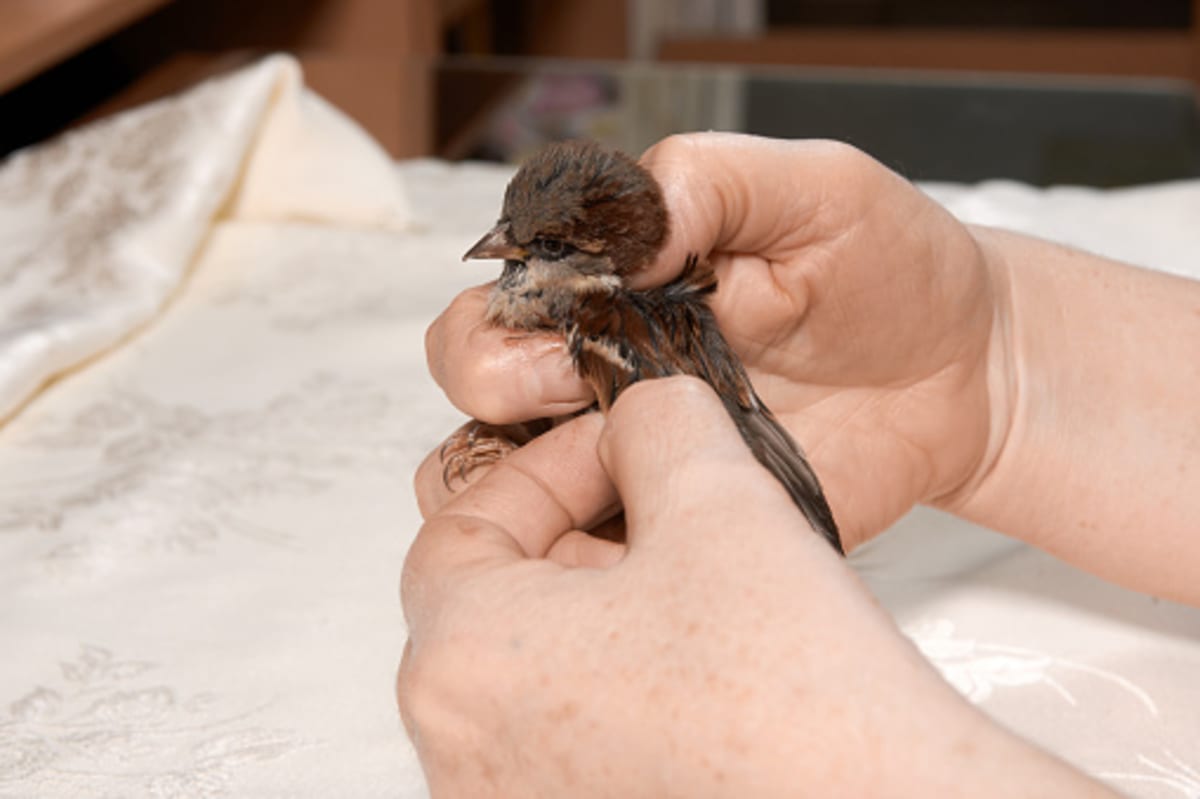 Sonoma County Needs Volunteers for 8 Inspiring Causes - Image 2