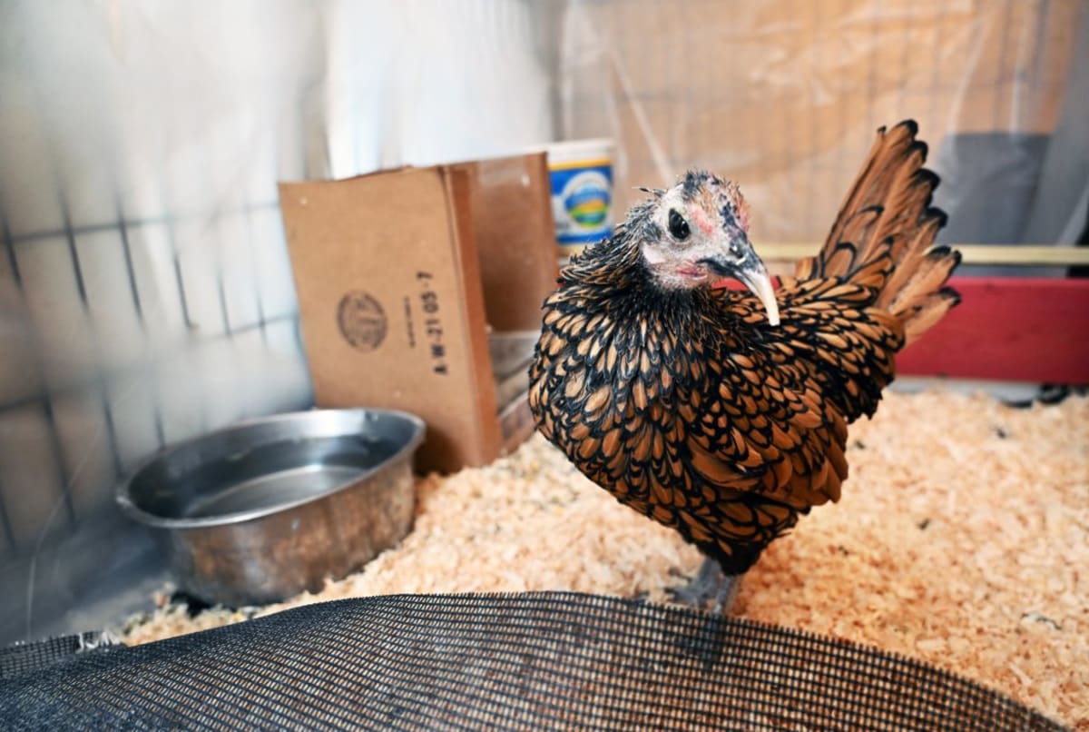 Portland's Gertie Becomes World's Oldest Chicken at 16 - Image 5