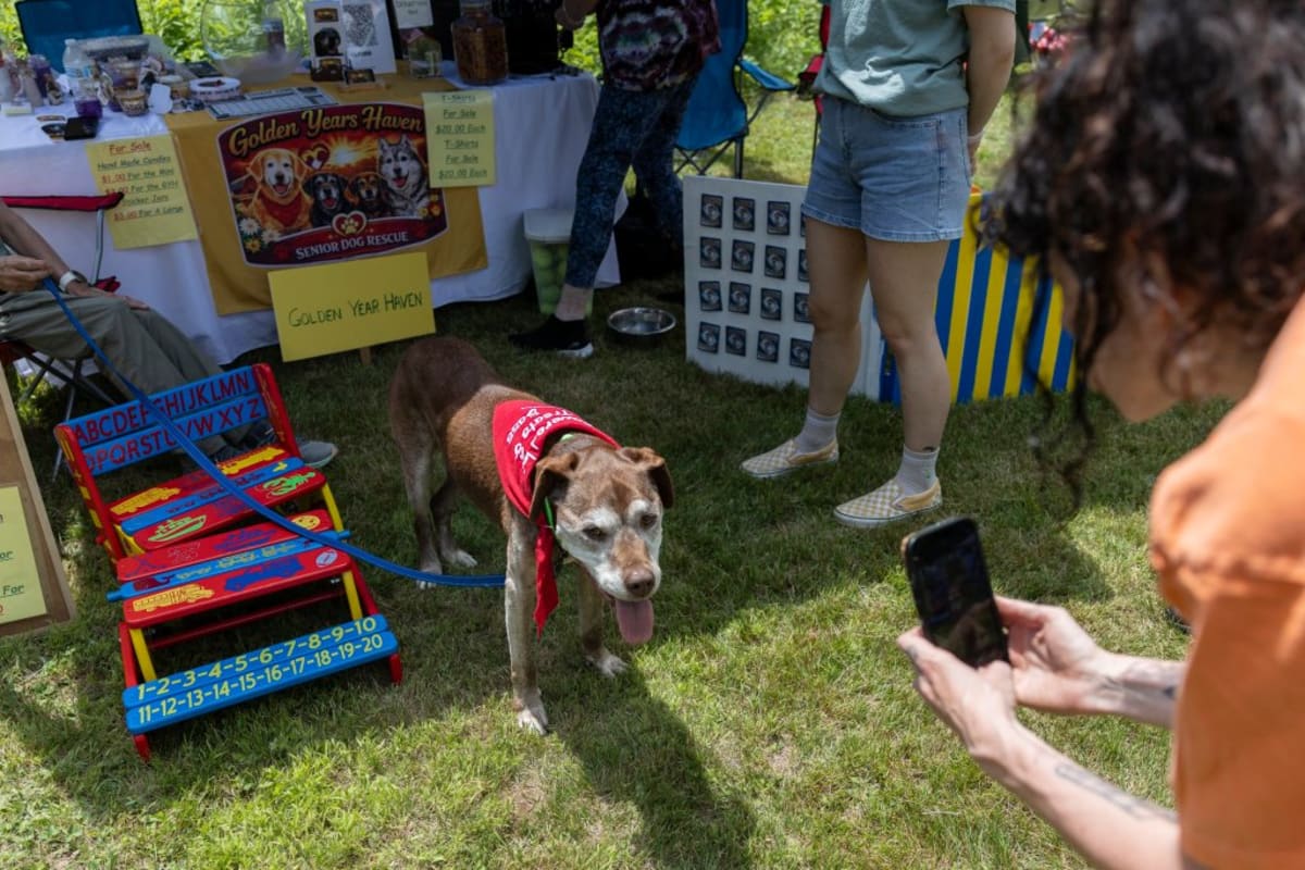 Maine Animal Rescues Unite to Save Senior Pets - Image 5