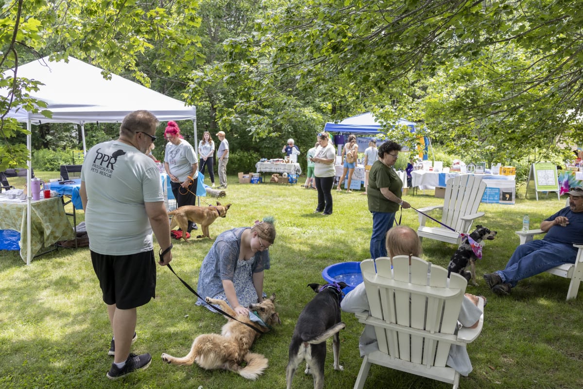 Maine Animal Rescues Unite to Save Senior Pets - Image 2