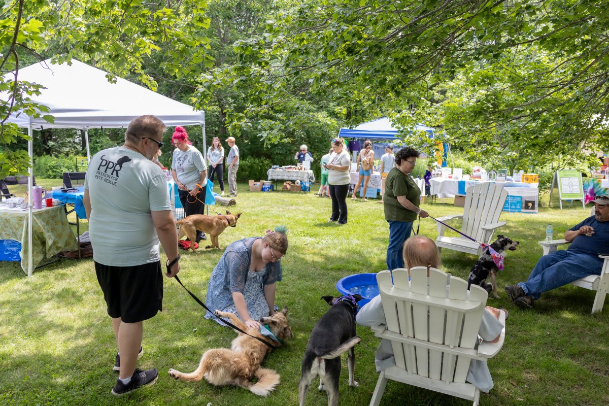 Maine Animal Rescues Unite to Save Senior Pets - Image 3