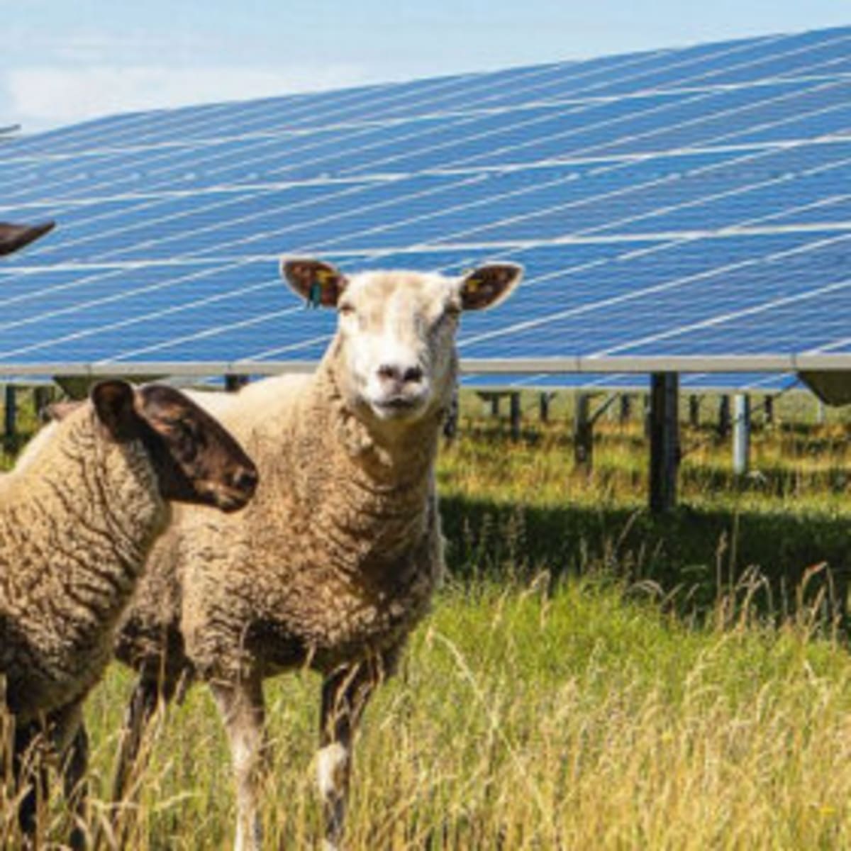 Solar Parks Study Finds Grazing Beats Mowing for Soil Health - Image 2