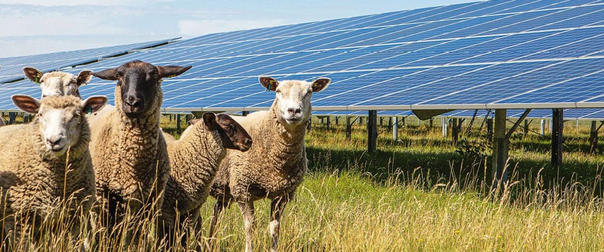 Solar Parks Study Finds Grazing Beats Mowing for Soil Health