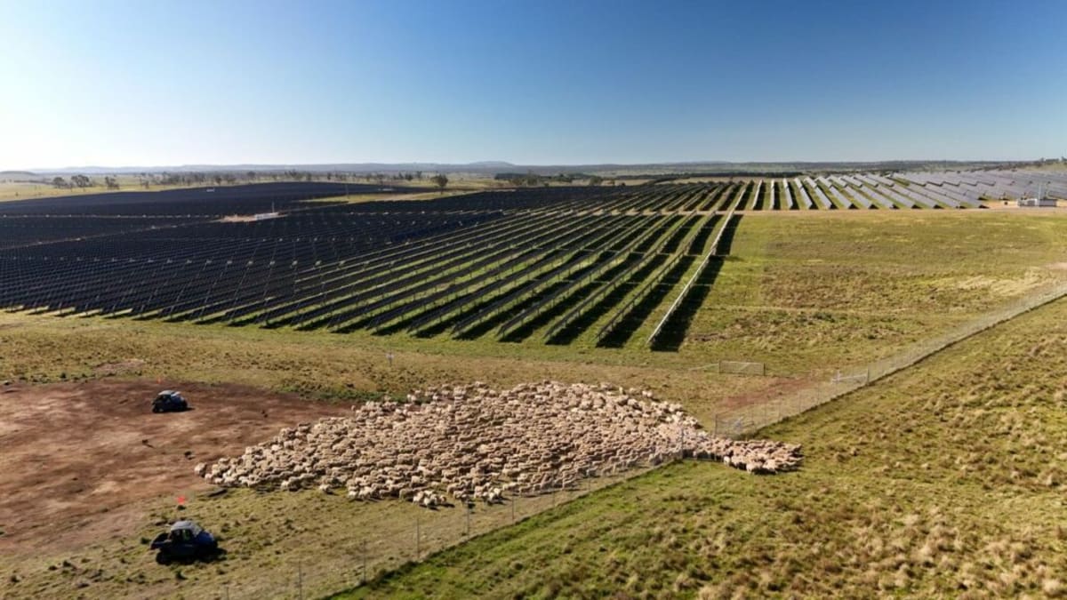Sheep and Solar Panels Team Up to Fight Fire Risk - Image 3