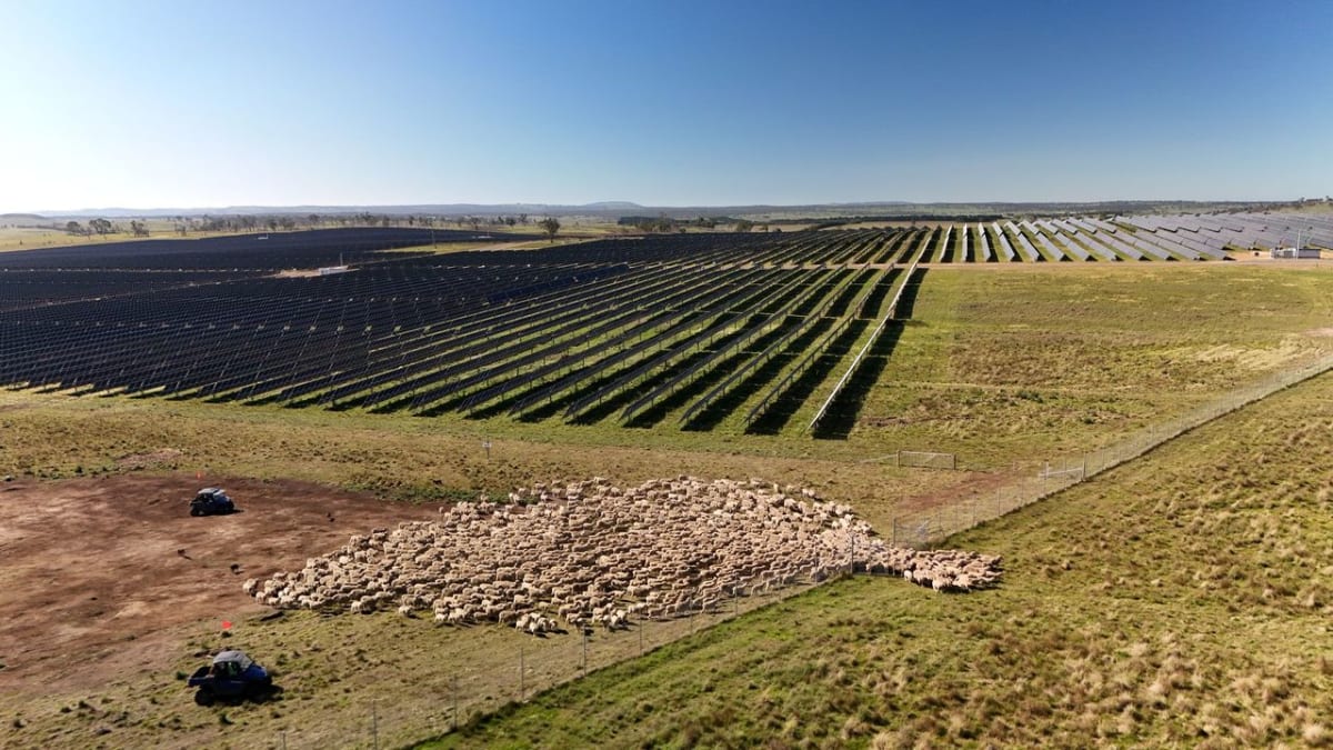 Sheep and Solar Panels Team Up to Fight Fire Risk