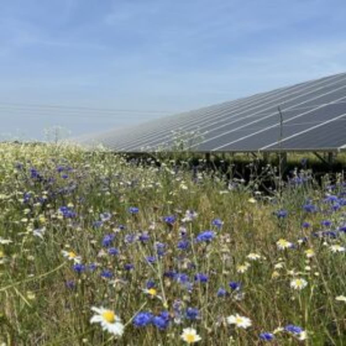UK Approves Record 800 MW Solar Farm Despite Local Pushback - Image 2