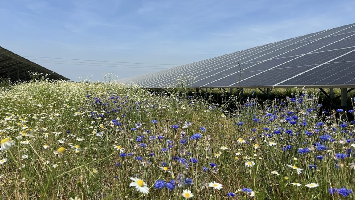 UK Approves Record 800 MW Solar Farm Despite Local Pushback