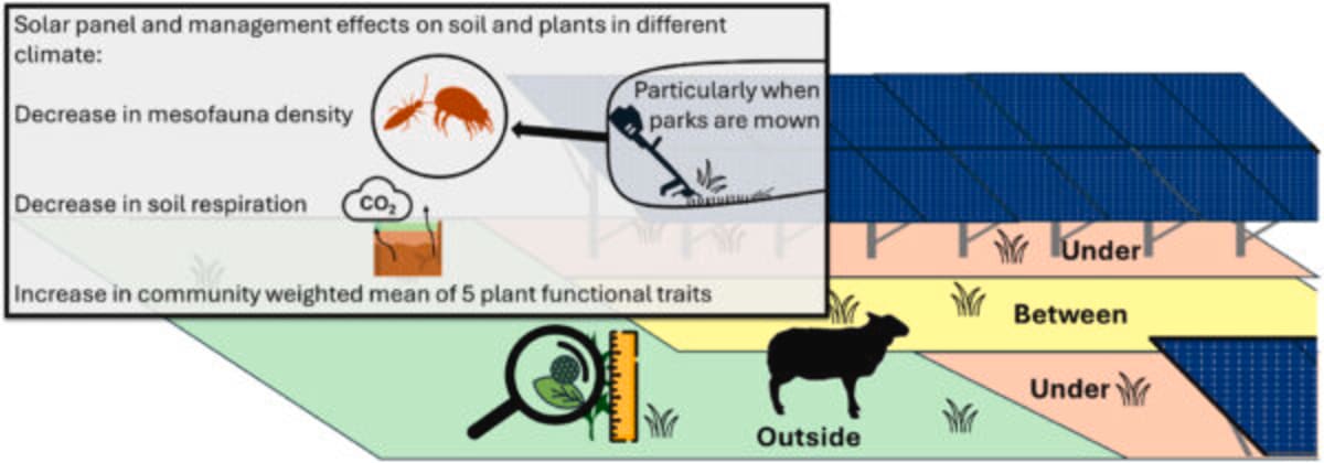 Solar Parks Study Finds Grazing Beats Mowing for Soil Health - Image 3
